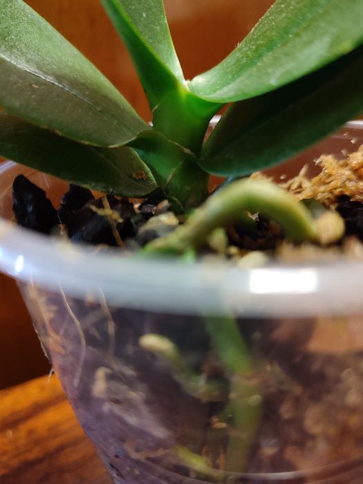 Орхидея пелор- трилипс Trying Shin Smart отцвела.