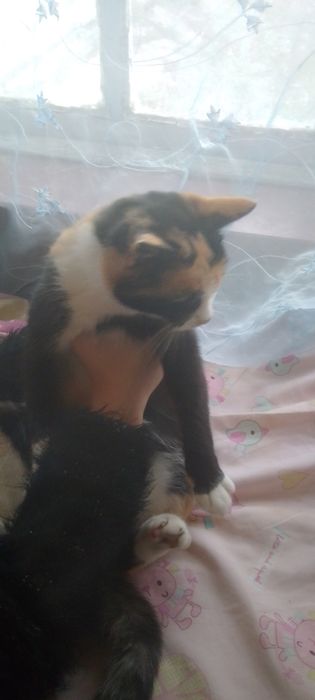 Віддам Безкоштовно Котів В добрі руки