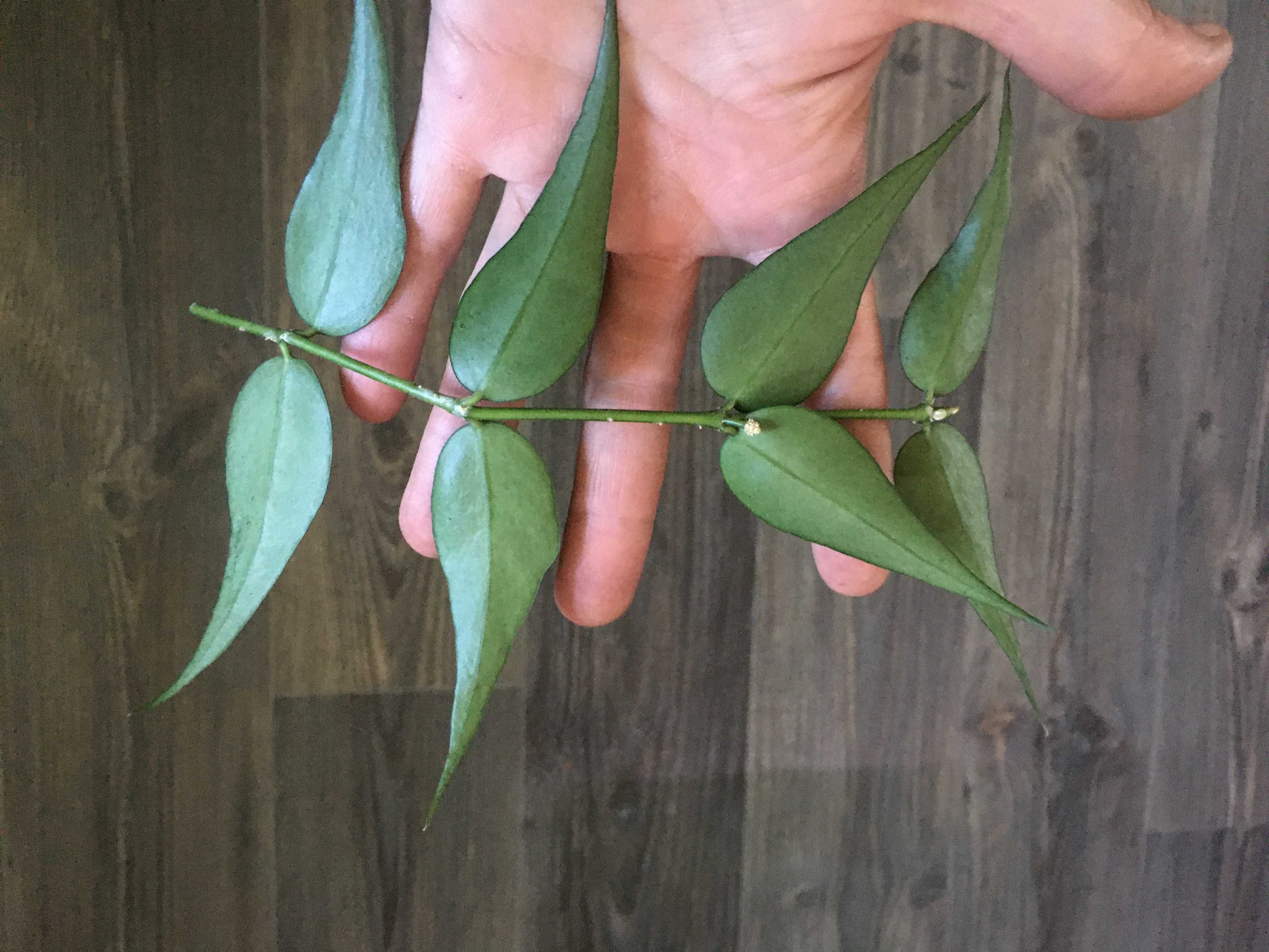 Hoya polyneura complex