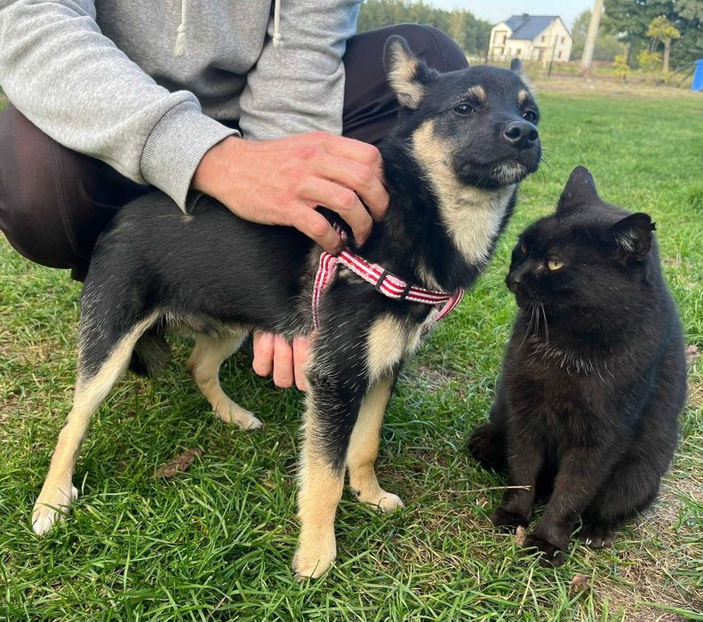 Cudny szczeniak czarny podpalany - do adopcji