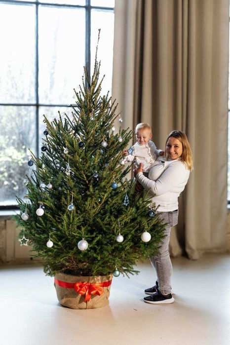 Ялина Європейська в горщику, 180-250 см. Ялинки в горщиках