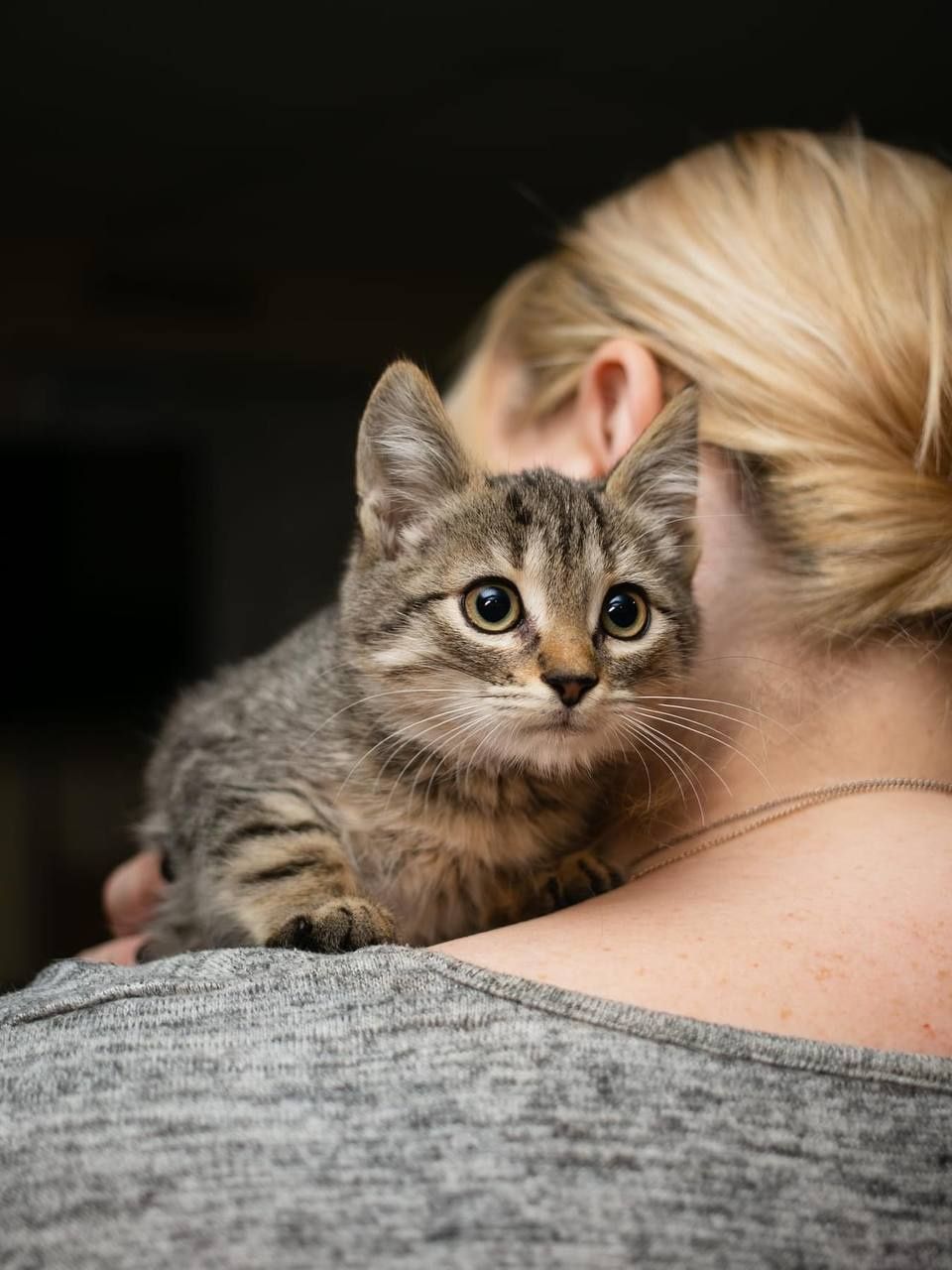 Котенок мальчик бесплатно