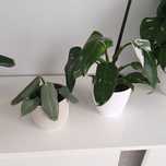 philodendron filodendron white princess silver Queen