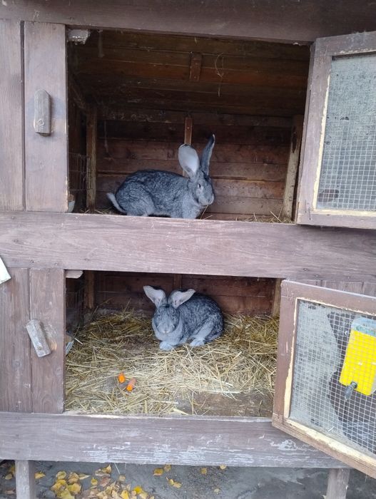 Olbrzym Belgijski Szynszylowy