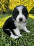 Piesek Border Collie