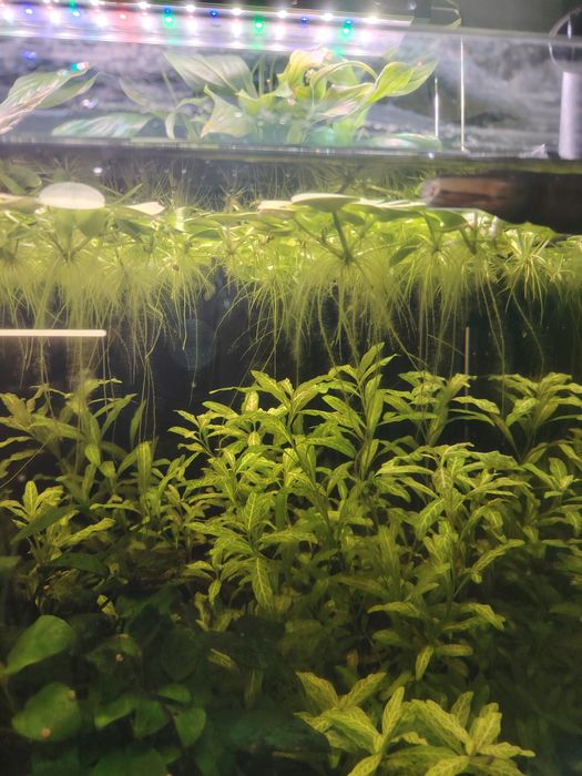 Planta flutuante limnobium laevigstum aquário