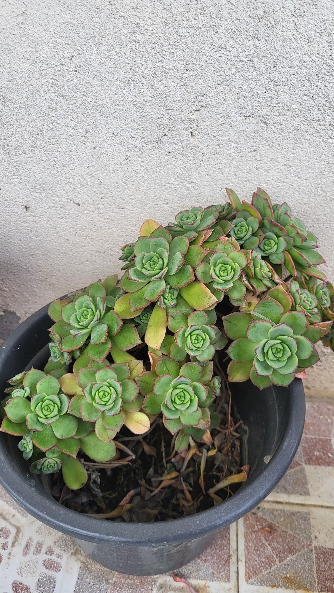 Produtos horticulos para venda