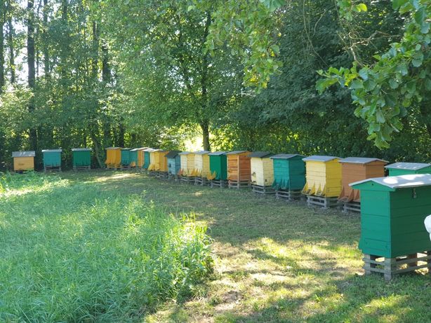 Ule z pszczołami