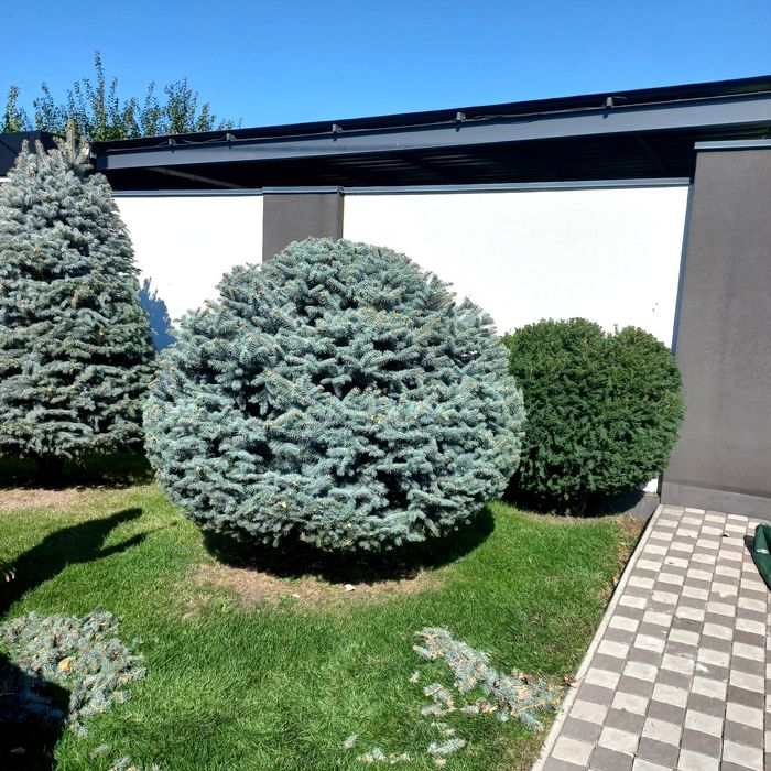 Топиарная стрижка растений!стрижка рослин!