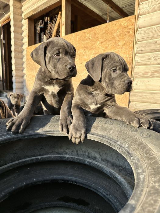 Голубой щенок Робби 2мес Кане-Корсо