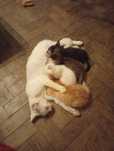 Gatinhos para adoção