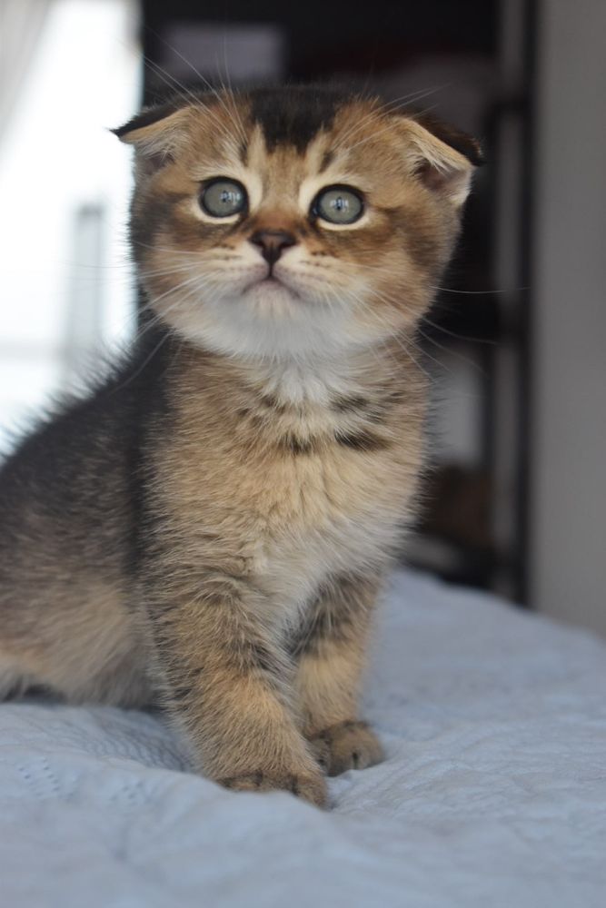 Scottish Fold golden chinchila macho