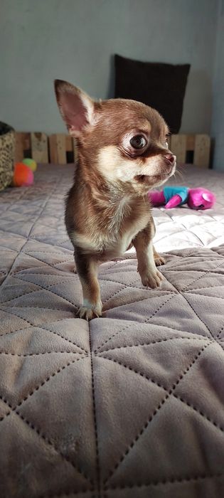 Міні чіхуашечки дівчатка !