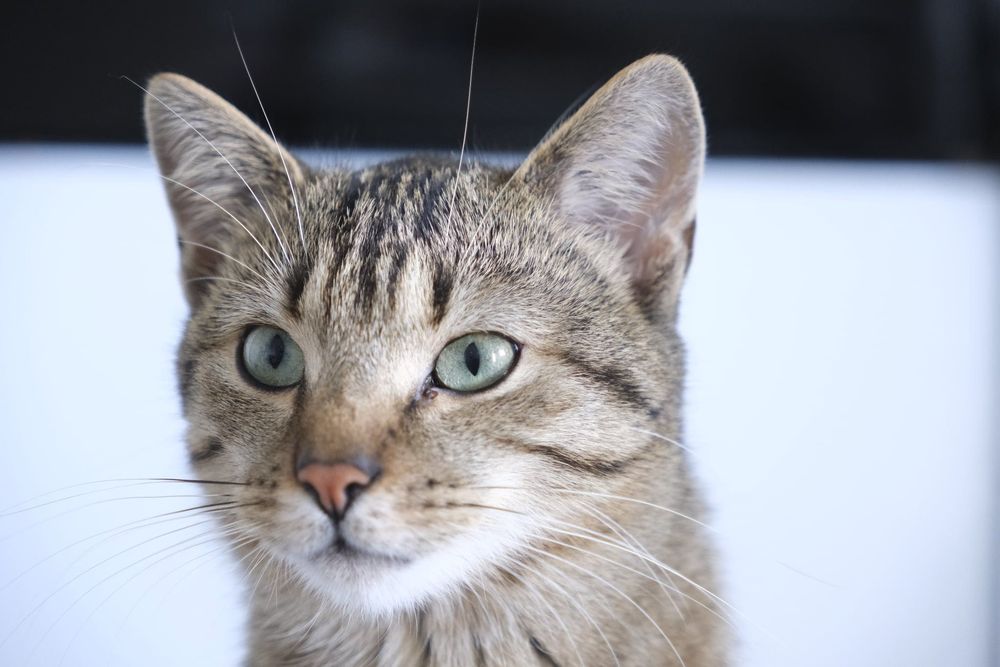 Rysiu…Ryś szuka domu