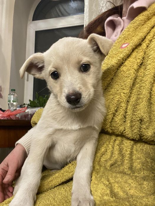 Віддам песика, цуценя у добрі руки