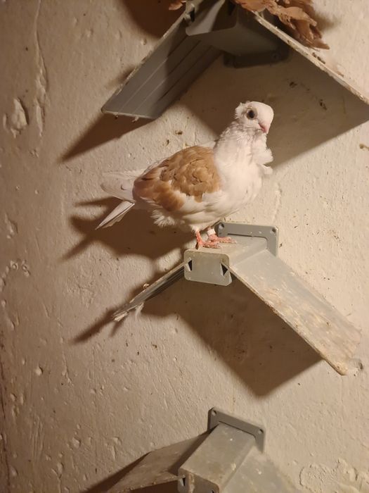 Sprzedam Gołębie Mewki