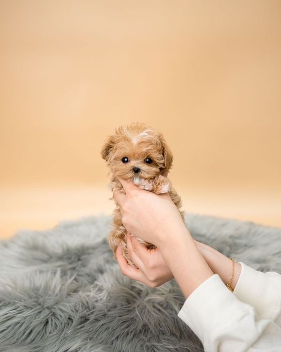 Преміальні цуценята мальтипу міні F1 та F2