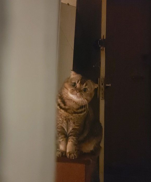 ПОТЕРЯЛСЯ Кот помогите пожалуйста найти!!