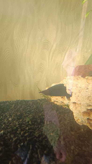 Мастацембел / мастацембелус