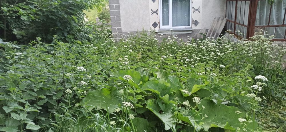 Косіня трави, газону, вирубка кущів, зачистка ділянок.