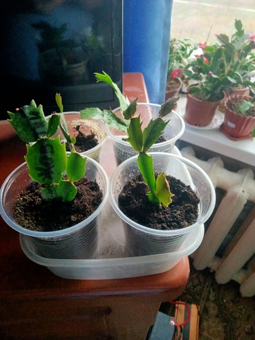 Предлагаю шлюмбергеру