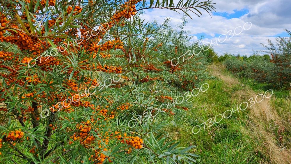 Саджанці обліпихи! Сорт: Лейкора!!!