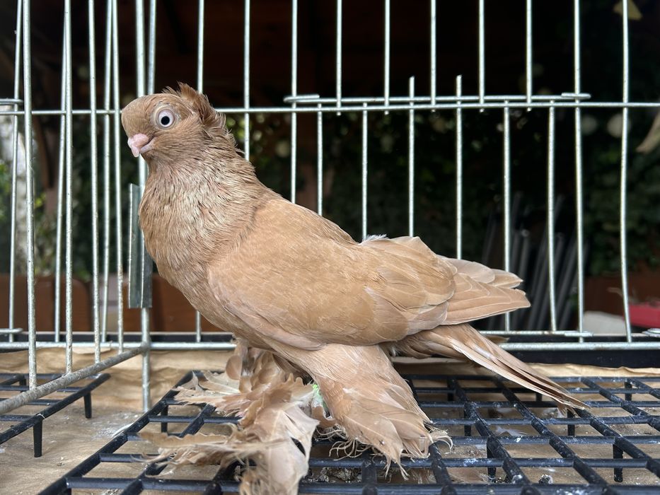 Gołębie ozdobne. Wywrotek suwalski (mazurski) samiczka 2025r