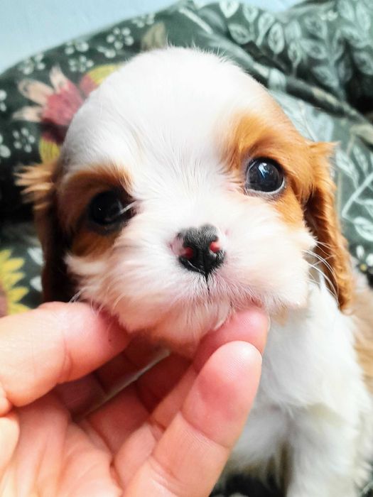 Cavalier King Charles Spaniel  ZKwP FCI malutki piesek MACZEK