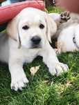 Labrador Retriever Piesek Związek Kynologiczny w Polsce