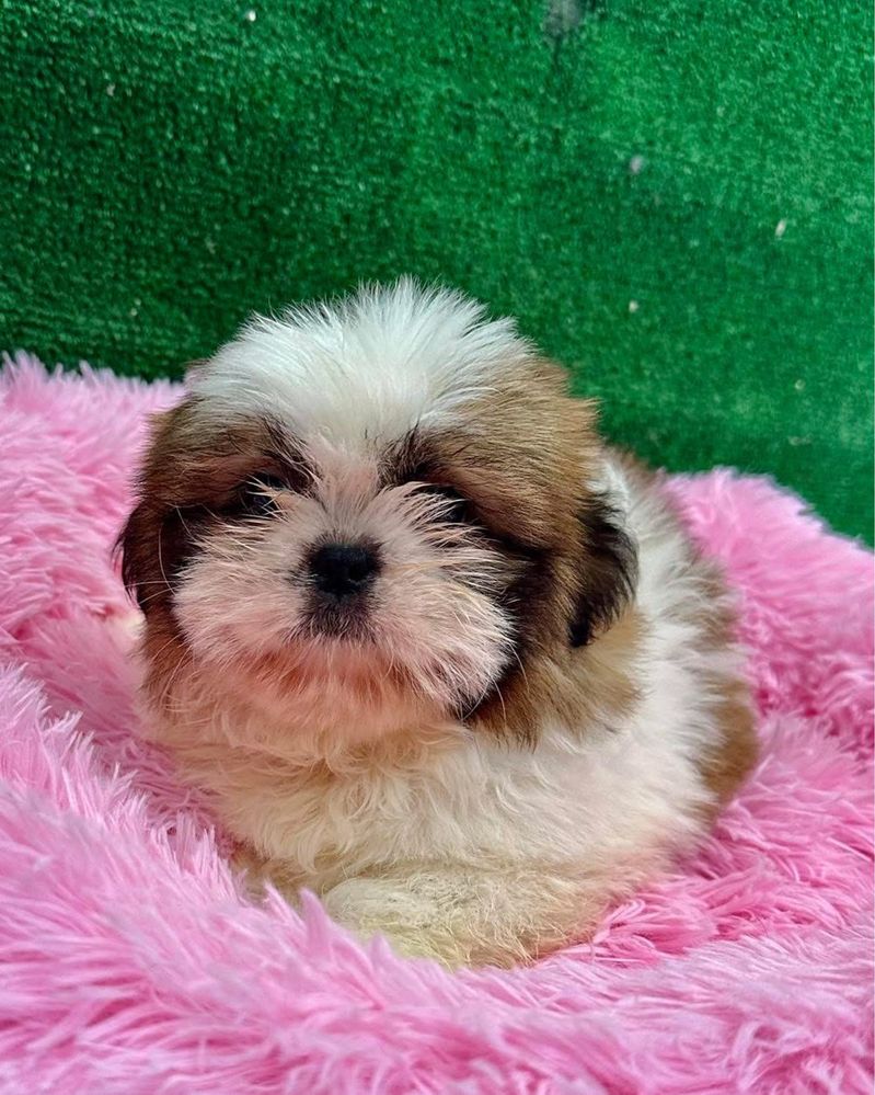Shih-tzu maravilhosa menina
