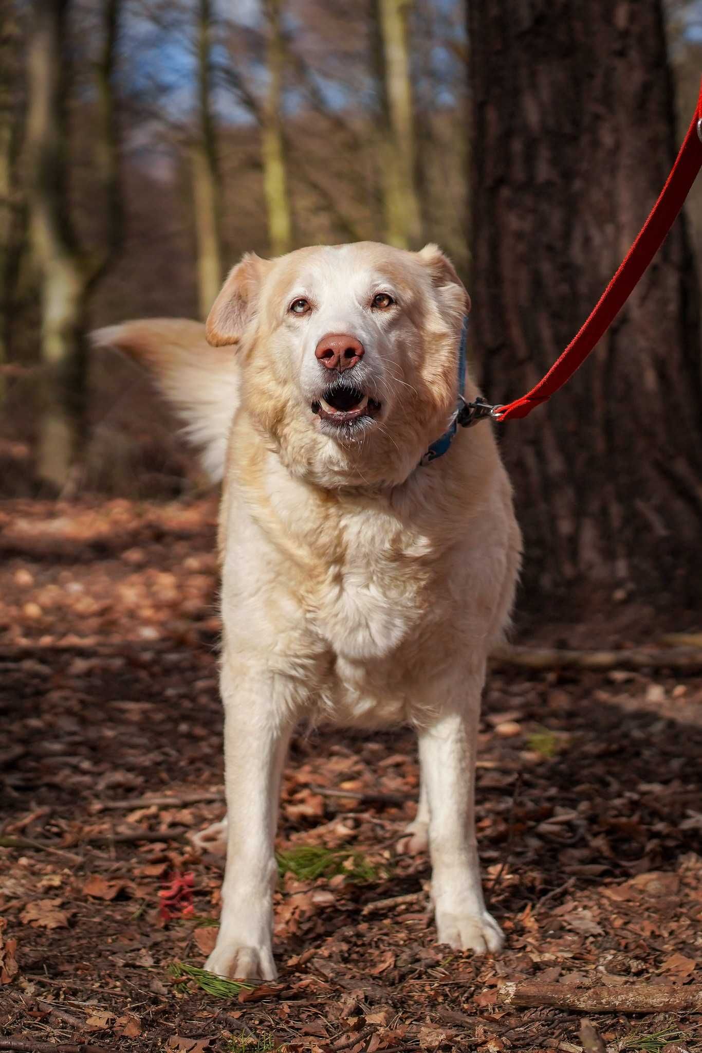 Spokojna Kaja szuka domu! OTOZ Animals Schronisko Ciapkowo w Gdyni