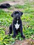 Szczeniak Cane Corso