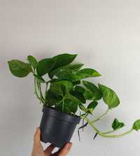 Epipremnum Pinnatum Global Green 20 cm