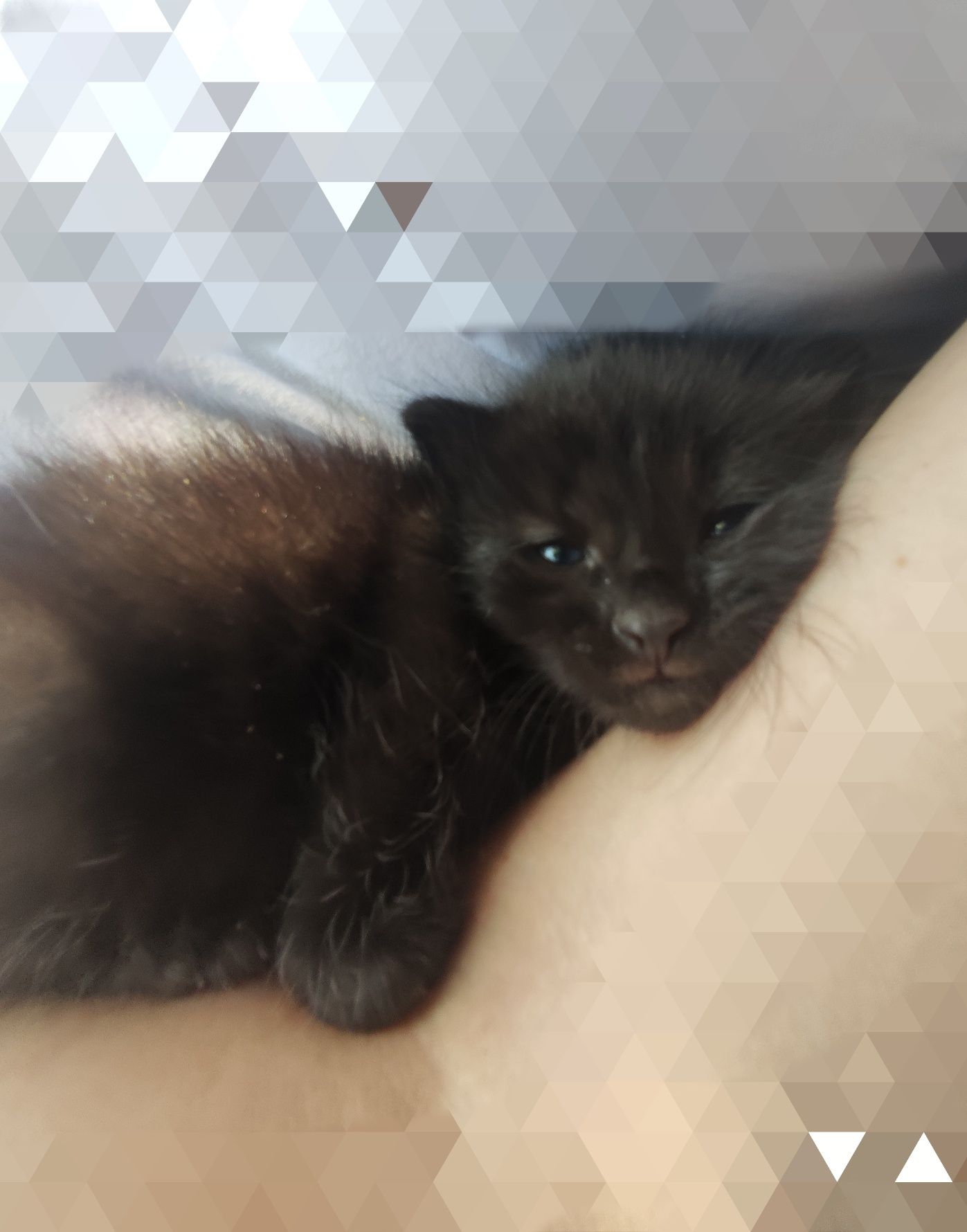 Кошеня кіт котики