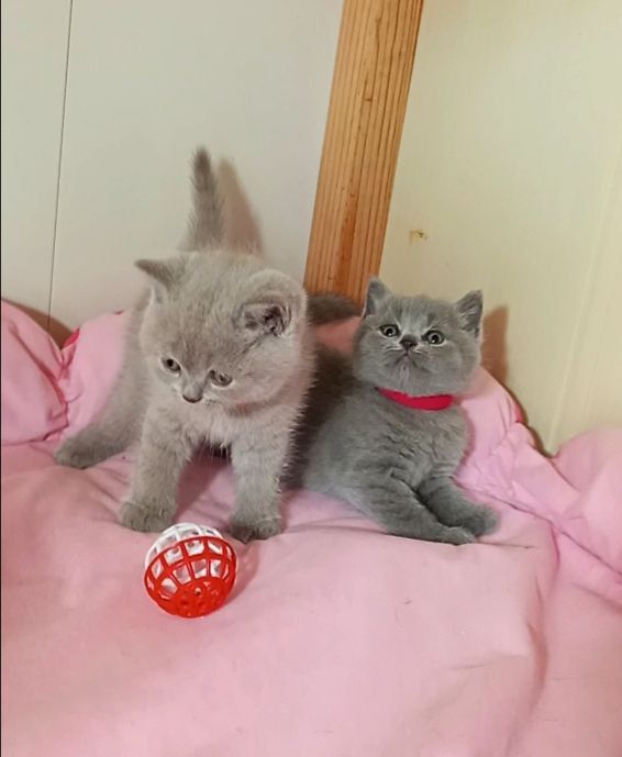 Котенок : Плюшевые комочки радости .