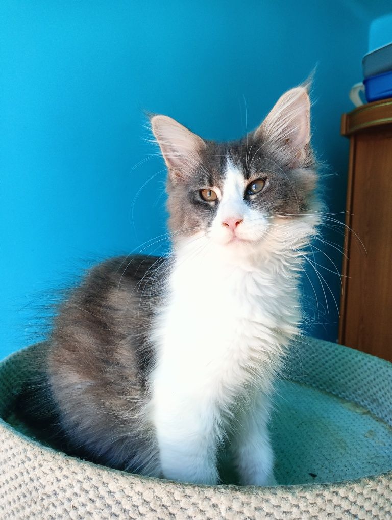 Maine coon niebieska z białym kotka rodowód FPL