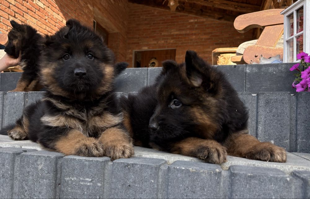 Owczarek niemiecki dlugowlosy suczka szczeniak