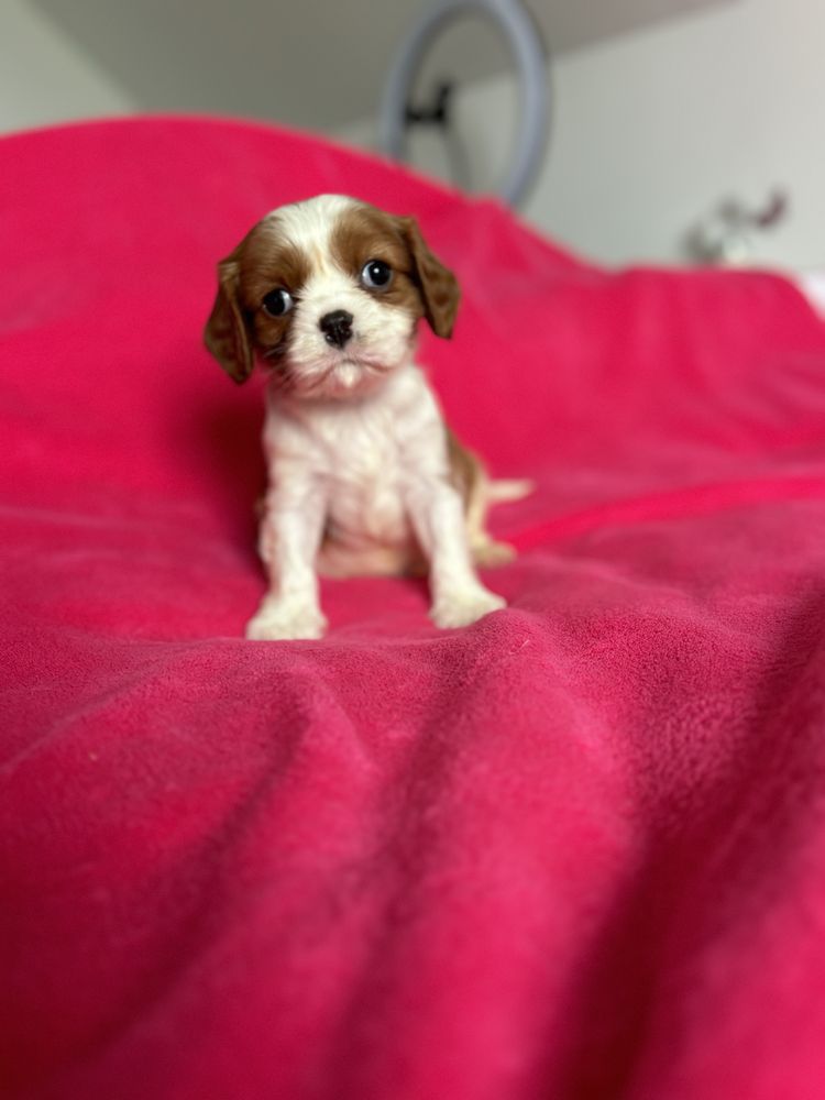 Cavalier king charles cudowny piesek !!