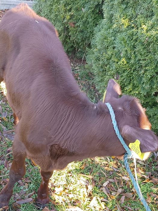 Sprzedam jałówkę mięsna limousine