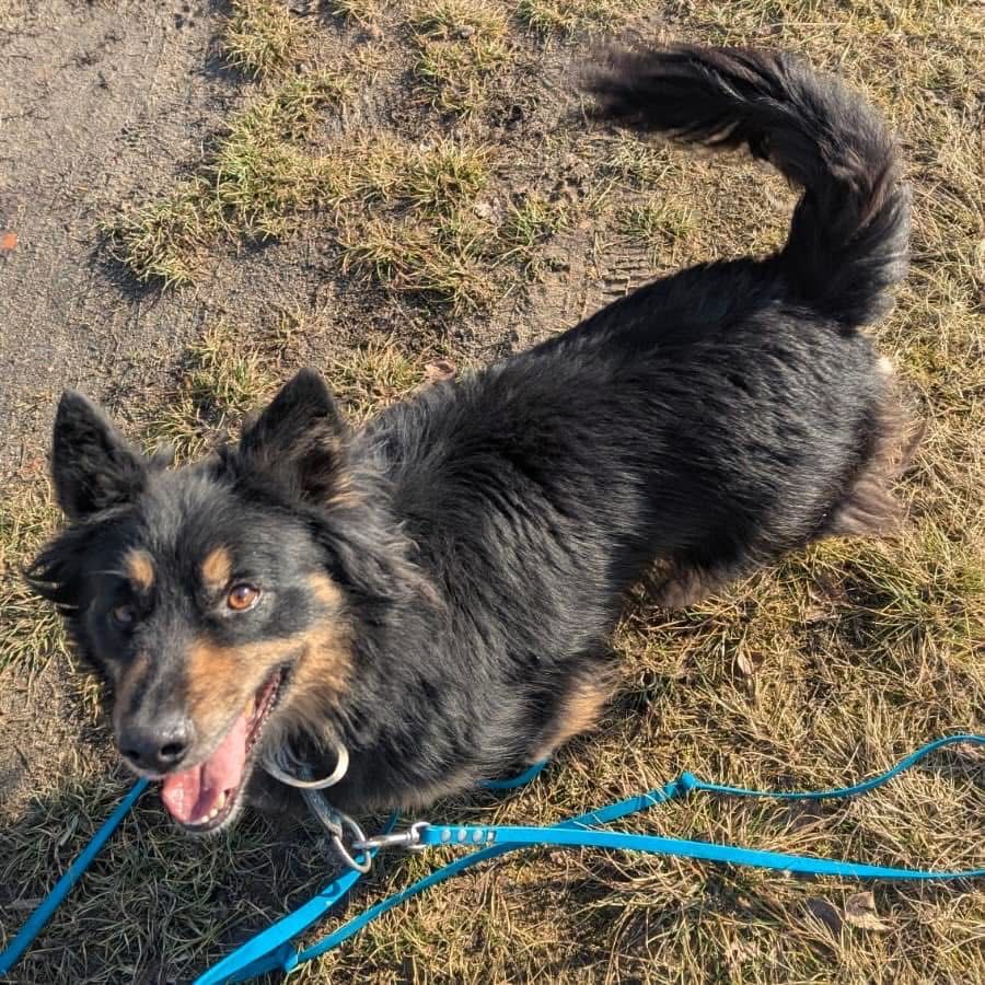 Mały Felek do adopcji