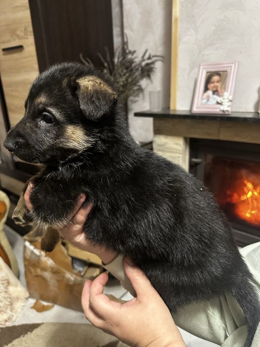 Цуцики породи Німецька Вівчарка