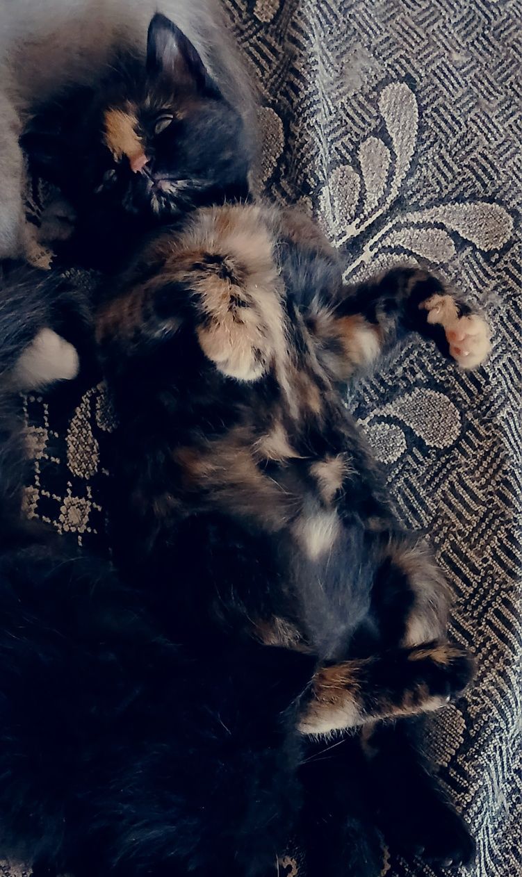 Продам чудесных  котят