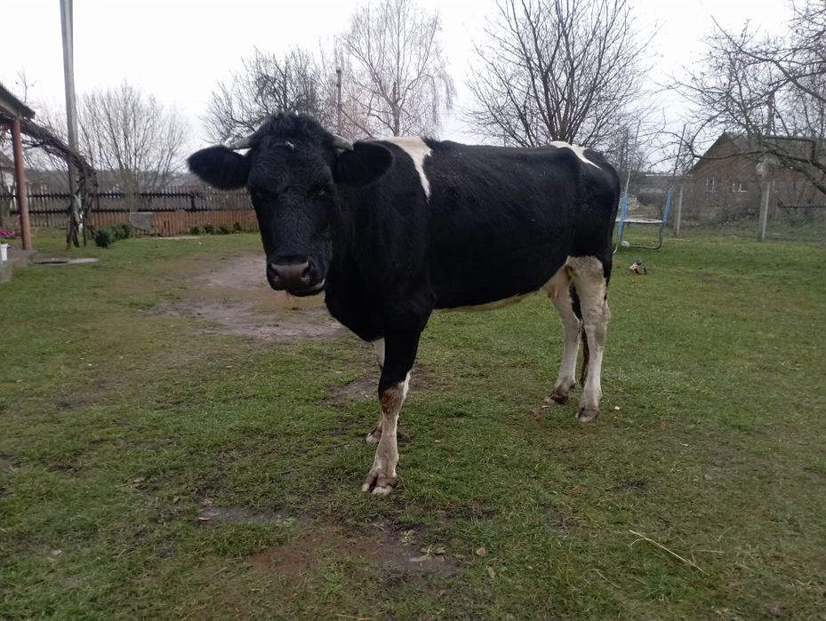 Продам корову чорно-
