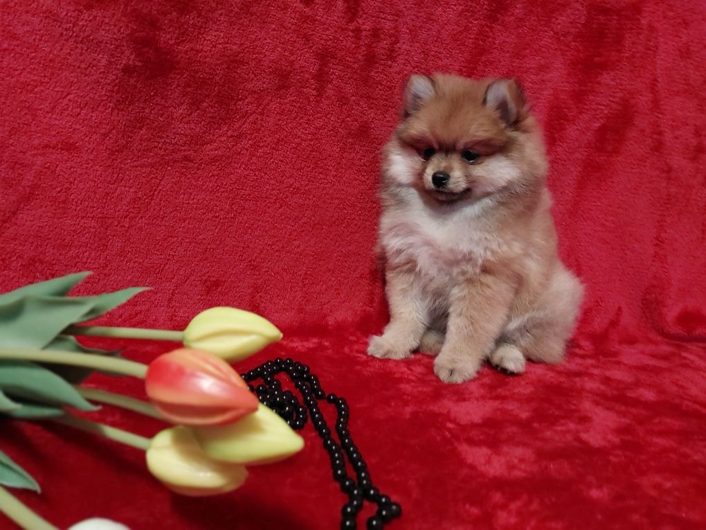 Pomeranian szpic miniaturowy- dziewcznka