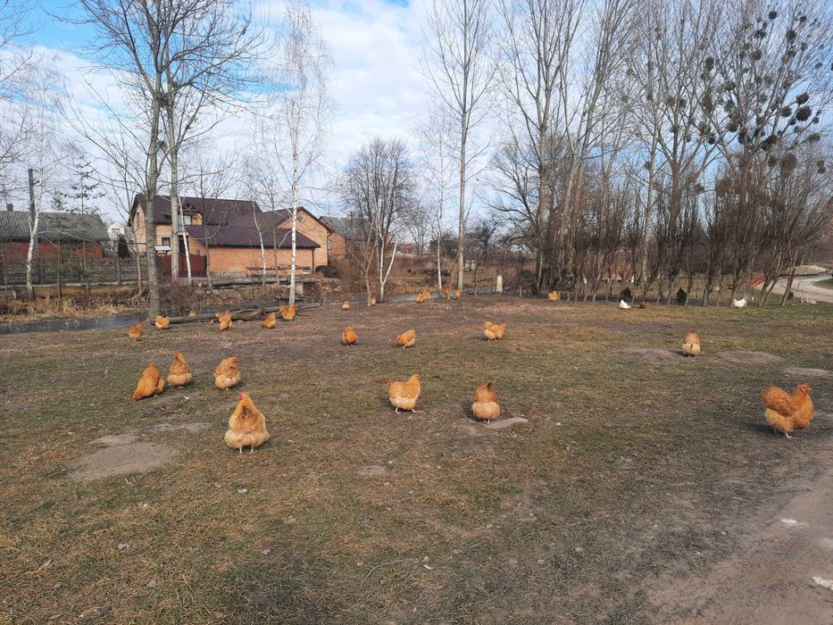 Продам курей м'ясної породи орпінгтон та їхні інкубаційні яйця