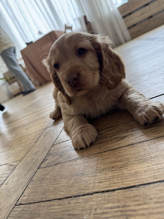 Маленькі цуцики спаніеля . Дітки з документами