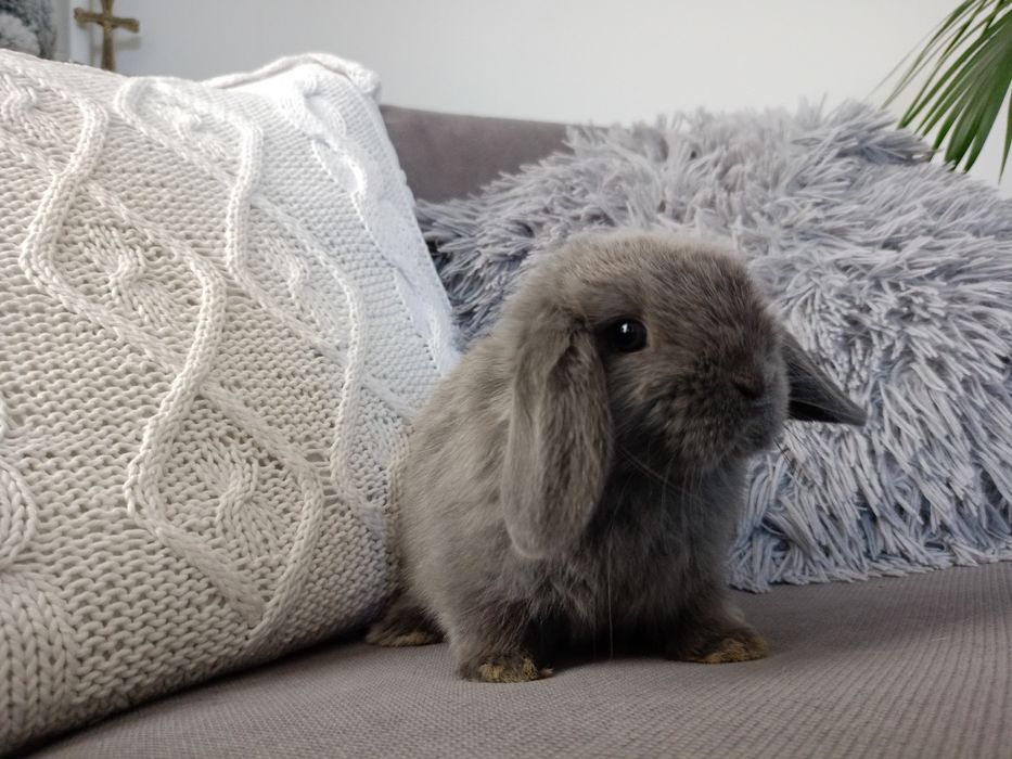 Królik miniaturka mini lop minilop