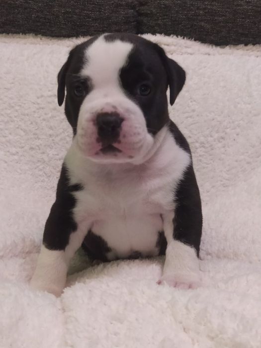 Amstaff piękny piesek ZKWP FCI rodowód