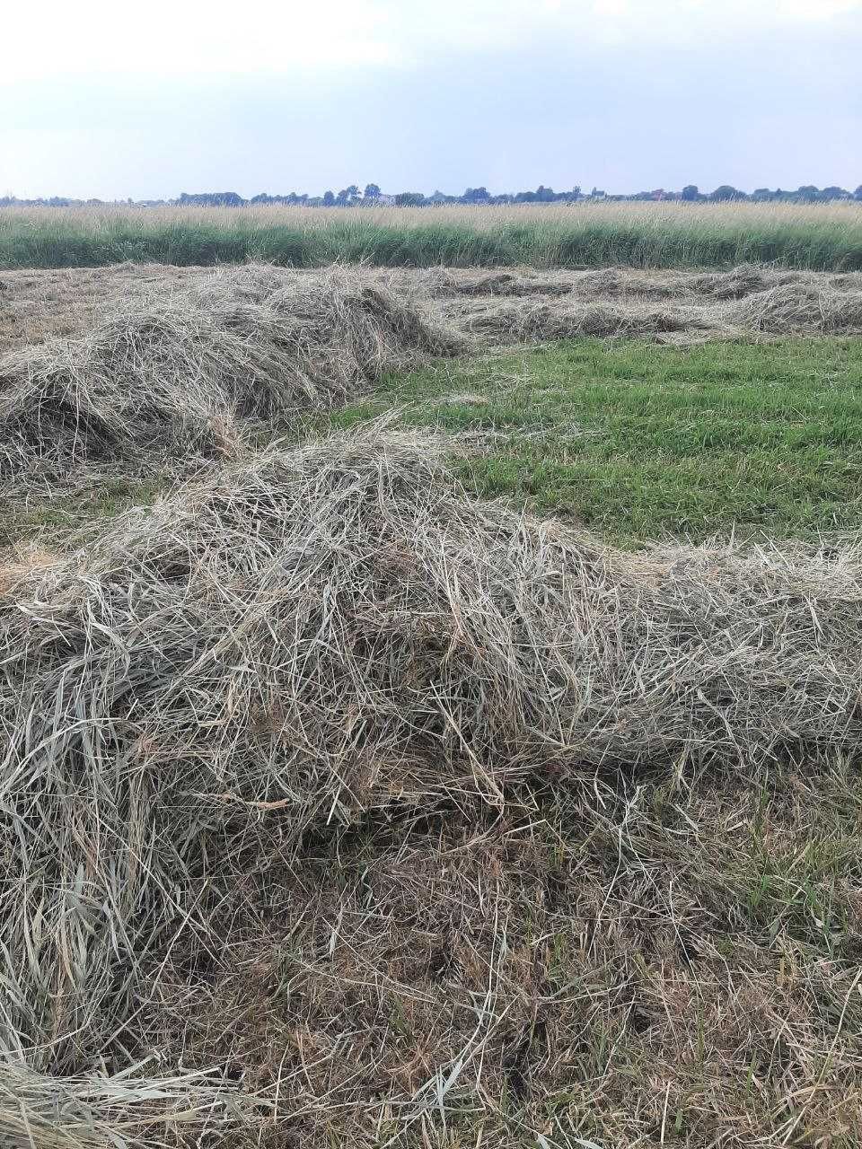 Сіно в тюках лучне.