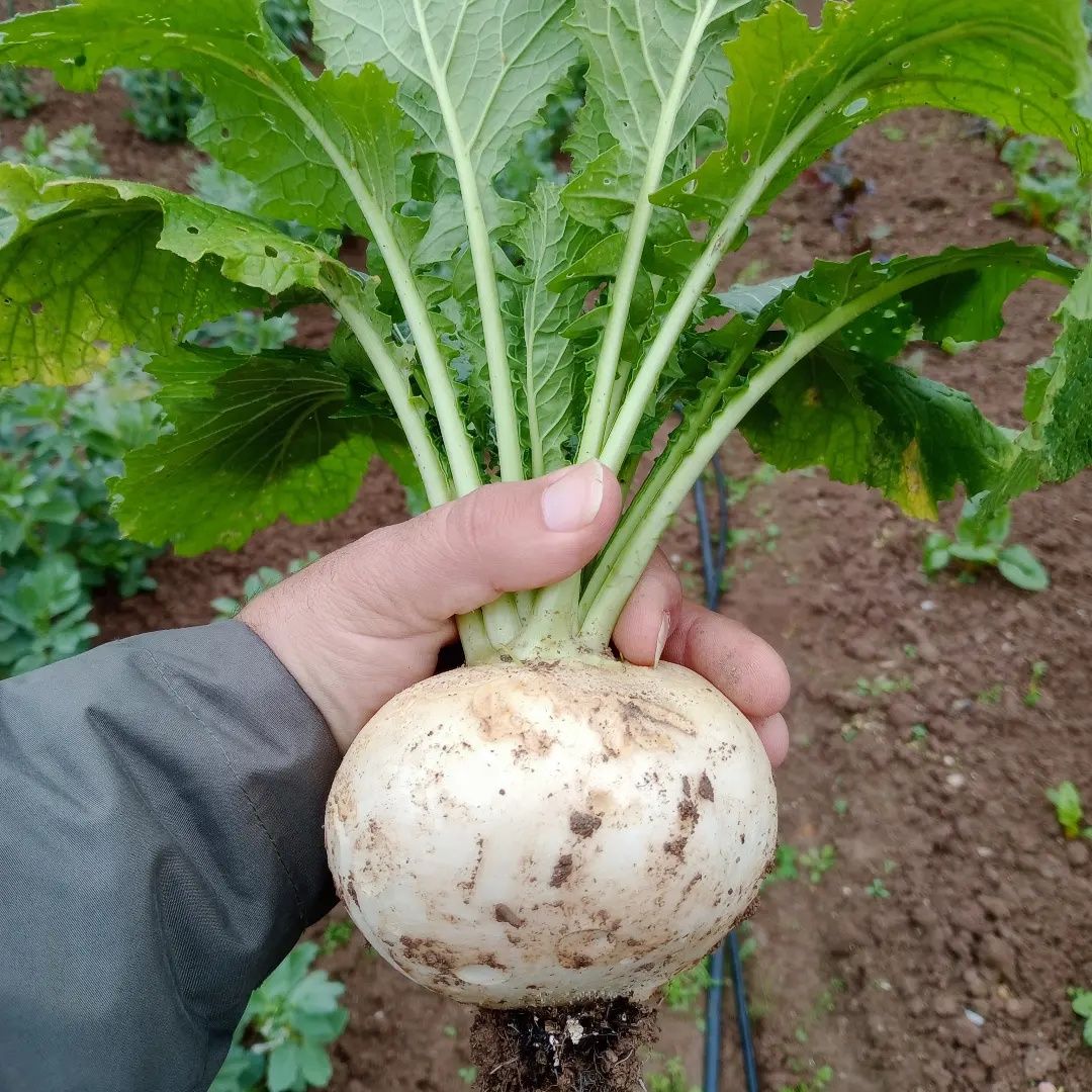 Cabaz Biológico - do campo para a mesa